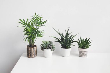 Several home plants - succulents on the white background, home gardening and connecting with nature concept