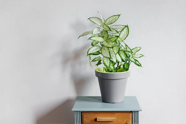 Dieffenbachia Dumb Cane Plant Gray Flower Pot Gray Table Daylight — Stock Photo, Image