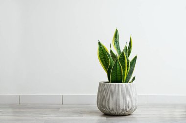 Sansevieria or snake plants in a gray ceramic flowerpot in the room on the light background, minimal modern interior with copy space