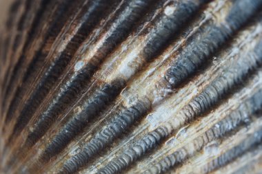 A brown seashell as a natural background, macro shot, shallow DOF
