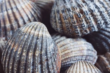Brown and gray seashells close-up as a natural background, shallow DOF