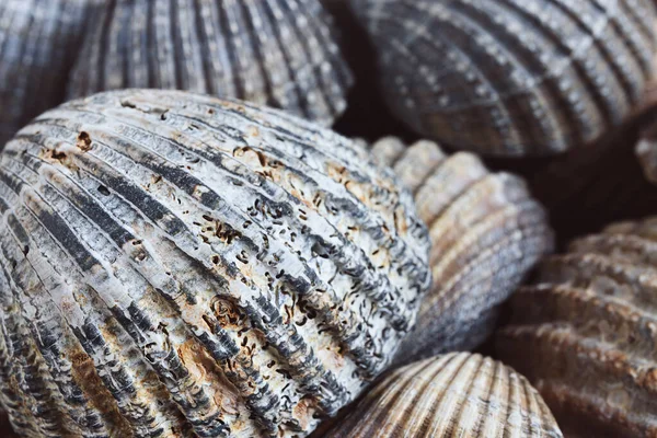 Seashells close-up as a natural background, shallow DOF