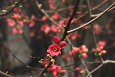 Chaenomeles Specosa 'nın güzel ilkbaharı, Pembe çiçekler yakın plan, seçici odak