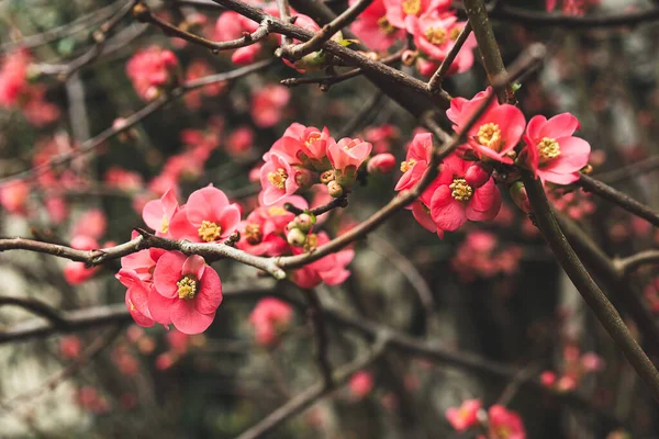 Chaenomeles Spesiyali Bahar Çiçeği Pembe Çiçekler Yakın Plan Seçici Odak — Stok fotoğraf