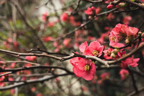 Ein Zweig Der Frühlingsblühenden Chaenomeles Speciosa Nahaufnahme Selektiver Fokus — Stockfoto