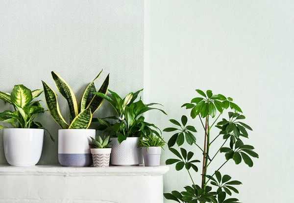 Indoor plants variete in the room with light green walls, indoor garden concept
