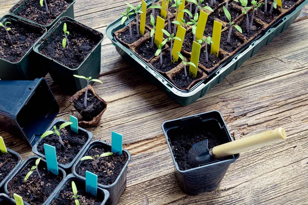 Diving Tomato Sprouts Biodegradable Peat Pots Reusable Pots Gardening Tools — Stock Photo, Image