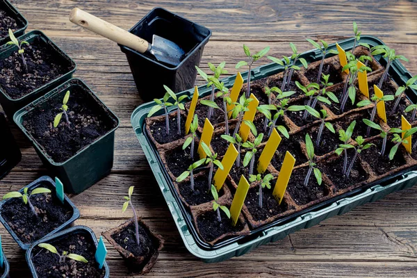 在可生物降解的泥炭盆中种植番茄芽 将其移植到木制表面的可重复使用的盆中和园艺工具中 进行家庭园艺 并与自然概念相联系 — 图库照片