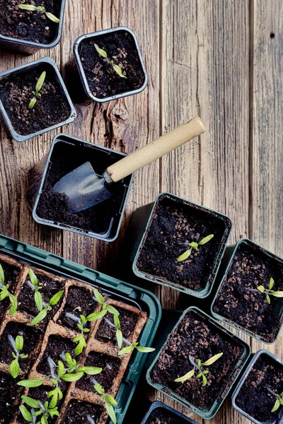Brotos Tomate Vasos Turfa Biodegradáveis Potson Reutilizável Superfície Madeira Jardinagem — Fotografia de Stock