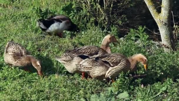 Kaczki Jedzą Trawę Letniej Łące — Wideo stockowe