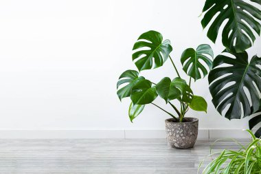 Monstera deliciosa ya da İsviçre Peynir Bitkisi gri bir zeminde, ev bahçıvanlığı ve fotokopi alanı ile doğa konsepti