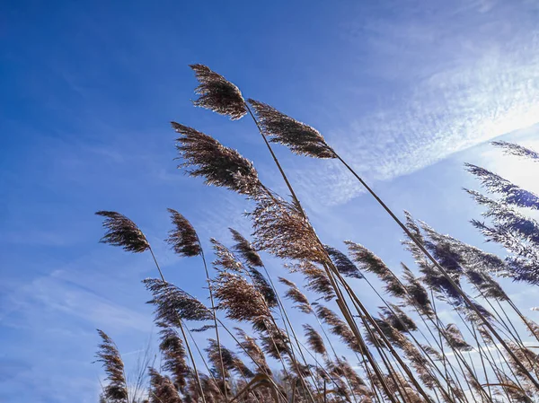 stock image Pampas grass against and blue sky on a sunny day as natural background.