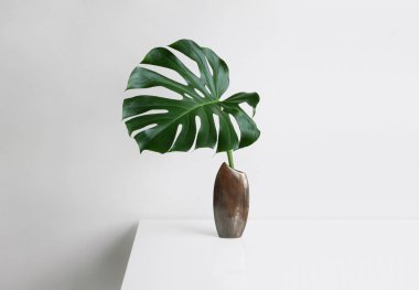 Bir Monstera deliciosa yaprağı veya kahverengi bir vazoda bulunan İsviçre Peynir Bitkisi, az yaratıcı ev dekorasyonu konsepti.