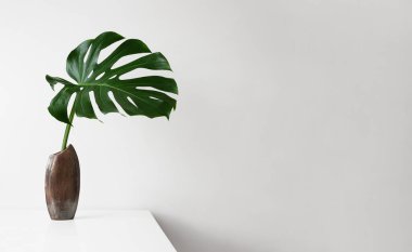 Monstera deliciosa ya da İsviçre Peynir Bitkisi yaprağı kahverengi bir vazoda hafif bir zemin üzerinde, en az ev dekoratif fikirler
