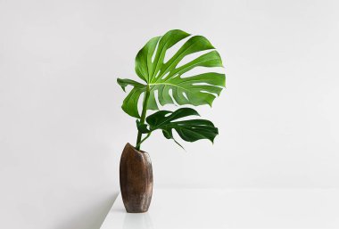 Hafif arkaplanlı kahverengi vazodaki güzel Monstera deliciosa ya da İsviçre peynir bitkisi yaprakları, en az yaratıcı ev dekorasyonu kavramı.