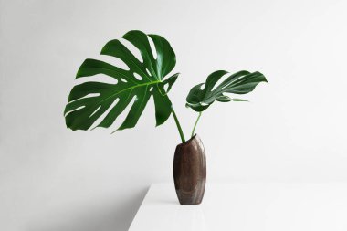 İsviçre peyniri bitkisinin güzel yaprakları ya da kahverengi bir vazoda hafif bir arkaplan üzerinde Monstera deliciosa, minimal yaratıcı ev dekorasyonu kavramı
