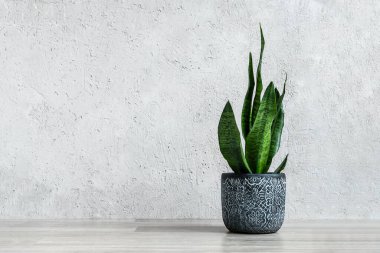 Yılan fabrikası ya da Sansevieria açık gri arka planda koyu gri seramik bir saksıda. Kopya alanı ile en az modern iç mekan.