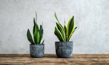 İki gri seramik saksıda sansevieria ya da ahşap masa üzerinde yılan bitkileri var.