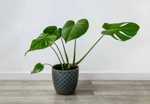 stock image Monstera deliciosa or Swiss Cheese Plant on the floor, home gardening and connecting with nature