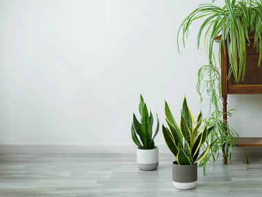 Sansevieria ve klorofilyum ev bitkileri, kapalı bahçe konsepti