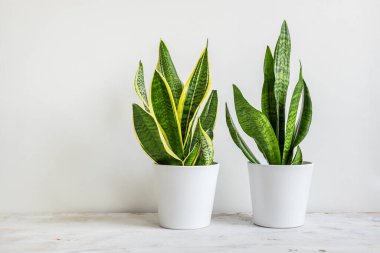 Beyaz arka plandaki odada beyaz seramik saksılarda iki Yılan bitkisi ya da Sansevieria, minimum modern iç mekan.
