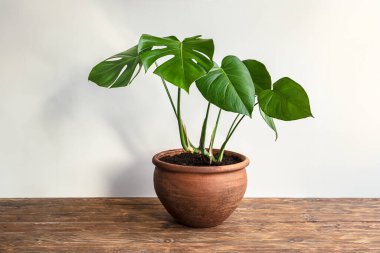 İsviçre Peynir Bitkisi ya da Monstera Deliciosa ahşap bir kapta, ev bahçeleri ve doğa konseptiyle bağlantı