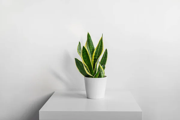 Snake Plant Sansevieria White Ceramic Flowerpot White Table Minimal Modern — Stock Photo, Image