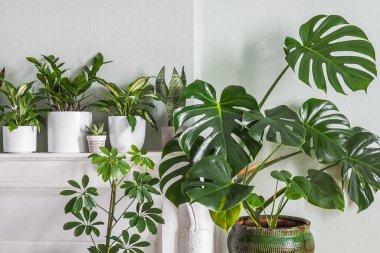 Indoor plants variete - monstera, zz plant, schefflera in the room with light green walls, indoor garden concept clipart