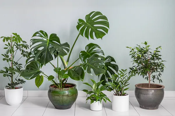 Home plants variete - monstera, schefflera, dieffenbachia in the room with light walls, indoor garden concept