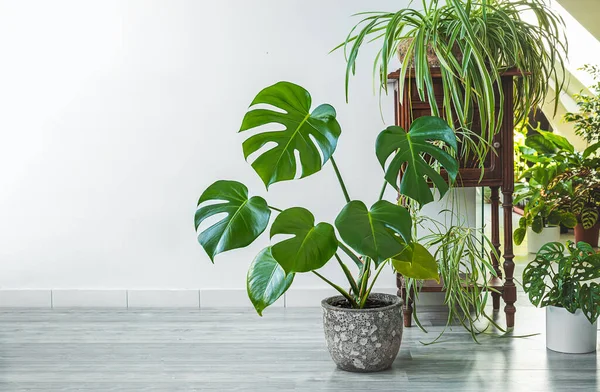 Monstera, chlorophytum and other indoors plants in the room with light walls, indoor garden concept