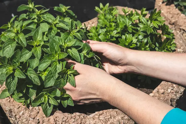 Bir kadının elleri bahçeye aromatik otlar eker, yakın plan, ev işleri hobi ve doğal gıda konsepti olarak.