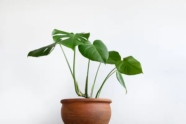 Swiss Cheese Plant or Monstera in a clay pot on a white background, close-up