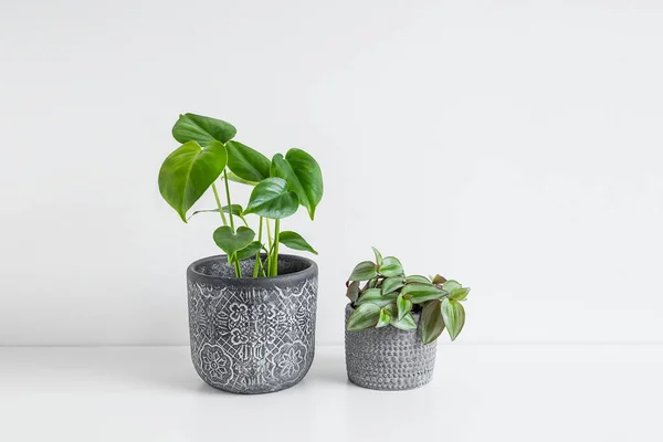 Monstera deliciosa or Swiss Cheese Plant and Tradescantia zebrina in a gray flower pots on a white table, plant home decoration and connecting with nature