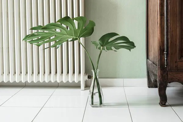 Beautiful leaves of Swiss cheese plant or Monstera deliciosa in a transparent vase in the interior, minimal creative home decor concept