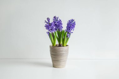 Çiçek saksısında çiçek açan sümbül, ilkbahar görünüşü ve fotokopi alanı ile bahçe düzenleme kavramı