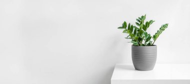 Zamioculcas, ya da zamiifolia zz bitkisi beyaz arka planda gri bir seramik kap, ev bahçeleri ve fotokopi alanı ile minimal ev dekorasyonu konsept afişi
