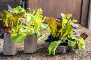 Karton tuvalet kağıdında salata tohumları ve tekrar kullanılmış yumurta kutusu, sürdürülebilir ev bahçeleri ve plastik ücretsiz konsept.