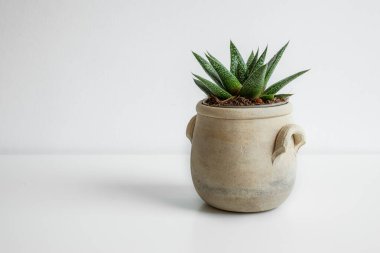 Fotokopi alanı olan beyaz bir arka planda seramik bir saksıda sulu bir bitki yetiştirme ve doğa kavramına bağlanma.