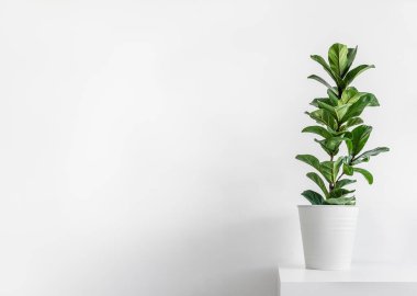 Ev bitkisi Ficus Lyrata ya da Fiddle Fig ışık arka planında izole edilmiş, kopya alanı ile en az modern içiçe