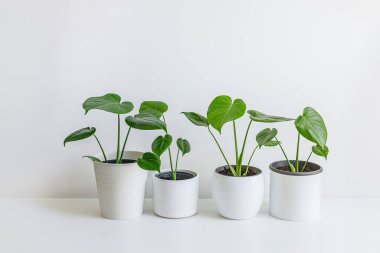Genç Monstera deliciosa ya da İsviçre Peynir Bitkileri beyaz çiçek saksılarında izole edilmiş arka planda, ev işleri ve doğayla iç içe.