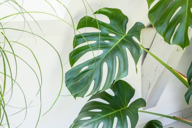 Monstera deliciosa or Swiss cheese plant leaves close-up, indoor garden concept clipart