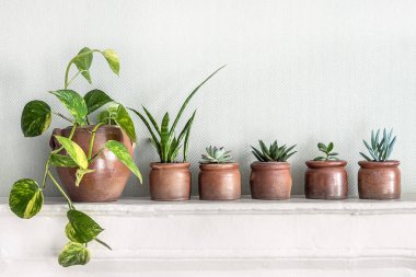 A variety of succulent home plants and scindapsus on a white shelf, mini plants and home gardening concept clipart