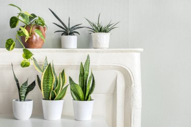 Yılan bitkileri açık yeşil duvarlı, kapalı bahçe konsepti olan odada çeşitlilik gösterir.