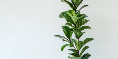 Ev bitkisi Ficus Lyrata ya da Fiddle Fig yaprakları ışık arka planında izole edilmiş, kopya alanı olan en düşük pankart