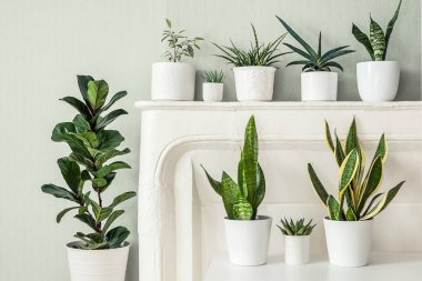Ev bitkileri çeşitliliği - sansevieria, ficus lyrata, açık renkli duvarlı bir odada gasteria, kapalı bahçe konsepti
