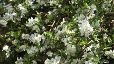 Canlı beyaz çiçekler yemyeşil yaprakların arasında çiçek açarak, baharın özünü, sakin bir açık hava ortamında yakalayan pitoresk bir manzara yaratır.