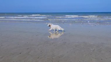 Beyaz köpek kumlu sahilde yürüyor, sığ sularda yansıyor, nazik dalgalar ve açık mavi gökyüzü ile çevrili, huzurlu bir deniz kenarı anını yakalıyor.