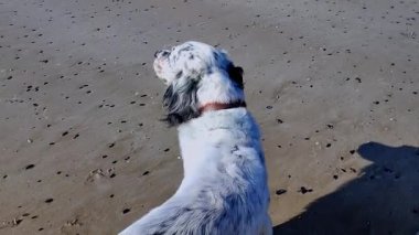 Köpek neşeli bir şekilde kumlu sahilde koşar, dalgalar yavaşça gelir ve tepemizde parlak mavi bir gökyüzü, doğadaki macera ve oyunculuk ruhunu somutlaştırır.