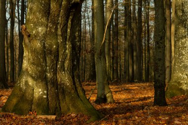 Sonbaharda çok eski bir hornbeam.