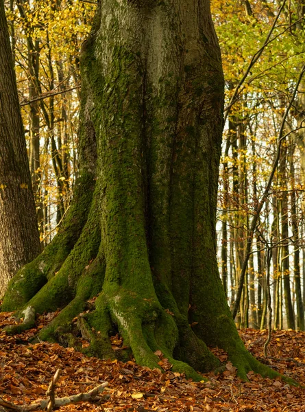 Trunk Very Old Hornbeam Overgrown Moss Autumn Scenery — Stock Photo, Image